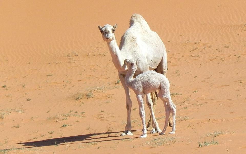 Ala Khutah — The Hijrah Route experience 2